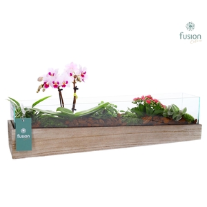 Aquarium Large met Arrangement