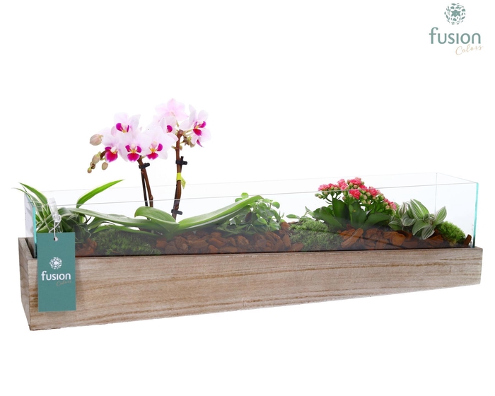 <h4>Aquarium Large met Arrangement</h4>