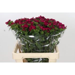 Dianthus Br Amazon Neon Cherry