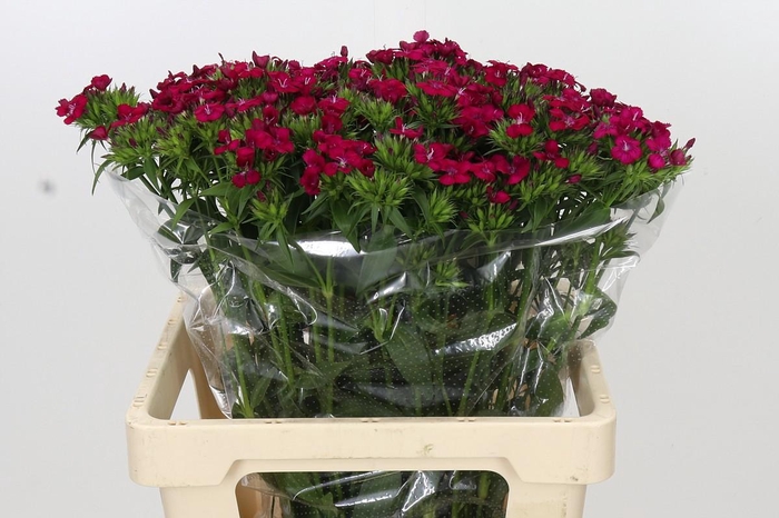 <h4>Dianthus Br Amazon Neon Cherry</h4>