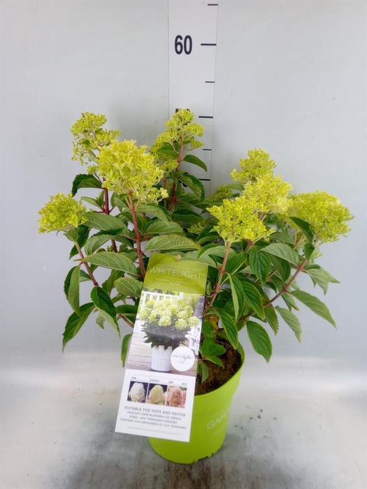 <h4>Hydrangea pan.</h4>