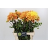 Dahlia Striped Vulcan