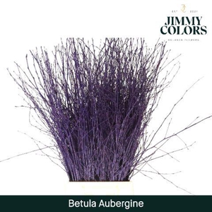 Betula L70 Aubergine