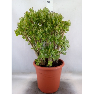Crassula ovata