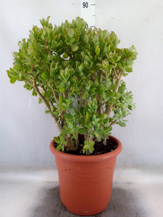 <h4>Crassula ovata</h4>