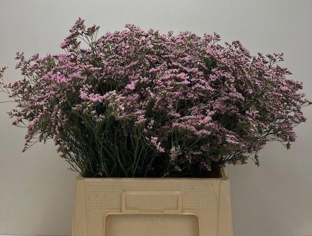 <h4>LIM SAF OSHI PINK 35gr</h4>