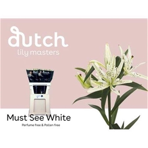 Li La Must See White