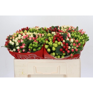 Hypericum Rainbow Romance