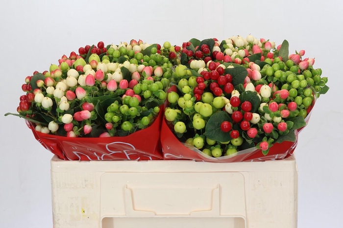 Hypericum Rainbow Romance