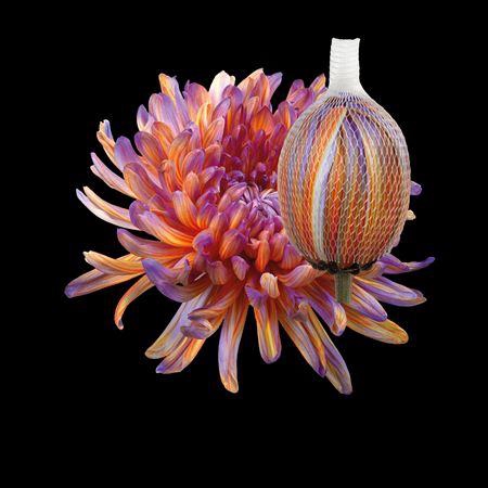 <h4>Chr G Antonov Bonaire</h4>