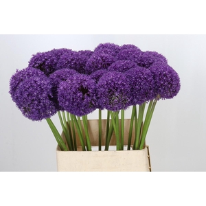 Allium Ambassador