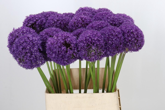 <h4>Allium Ambassador</h4>