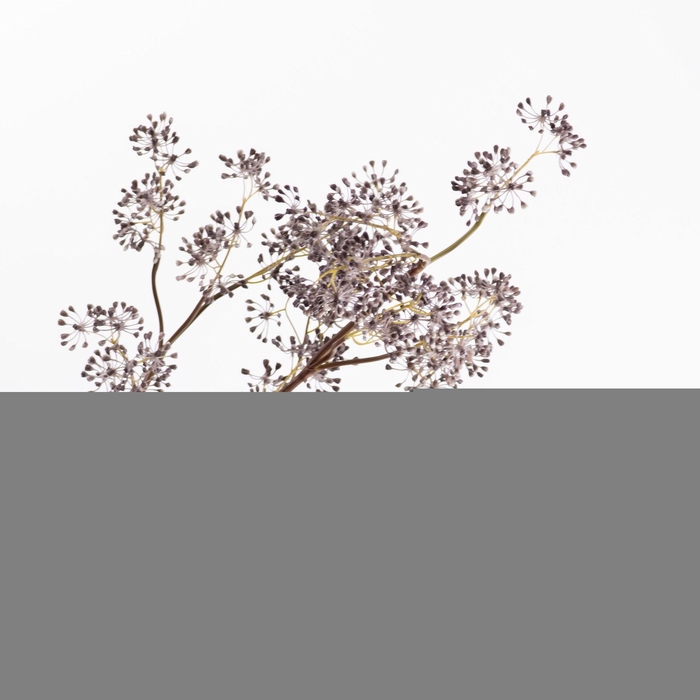Sedum Spray Dark Purple LV330126DPR