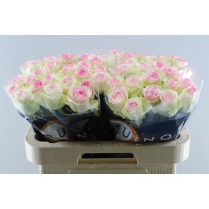 R Gr Pink Journey L70