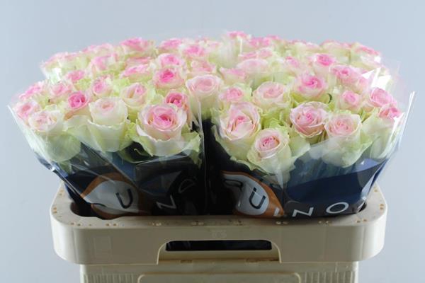 <h4>R Gr Pink Journey L70</h4>