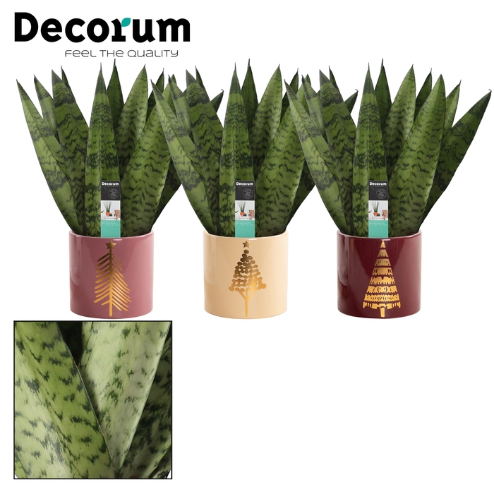 <h4>Sansevieria Zeylanica Fan 12 cm in Manon (Rich Love-collection)</h4>