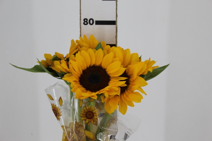 <h4>GIRASSOL 070 CM</h4>