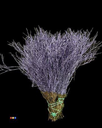 <h4>Vaccinium / Heidelbeer Metallic Purple</h4>