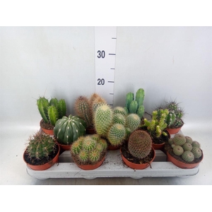 Cactus   ...mix