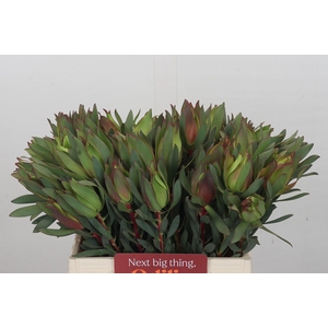 Leucadendron Highlight Spray