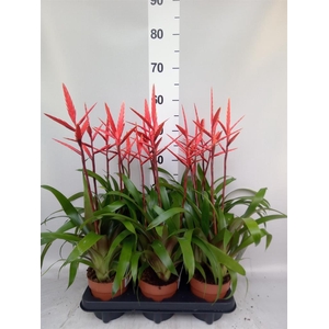 Vriesea  'Elan'