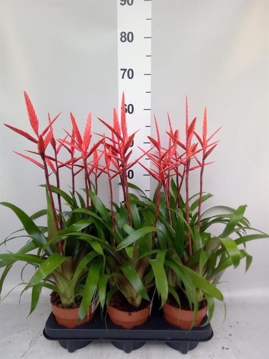 <h4>Vriesea  'Elan'</h4>