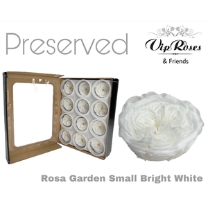 R PRESERVED GARDEN SMALL BRIGHT WHITE