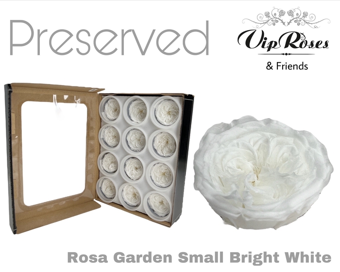 <h4>R PRESERVED GARDEN SMALL BRIGHT WHITE</h4>