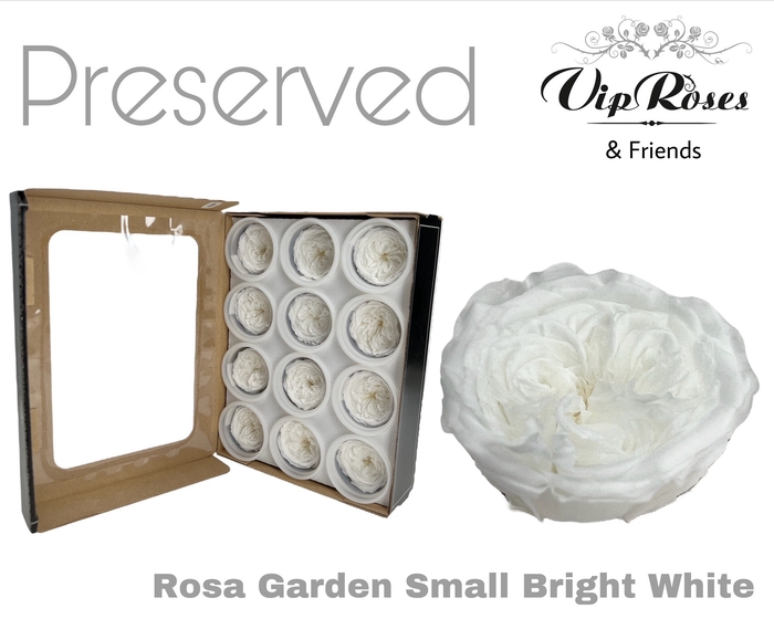 <h4>R Preserved Garden Small Bright White</h4>