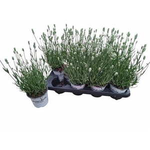 Lavan In Edelweiss