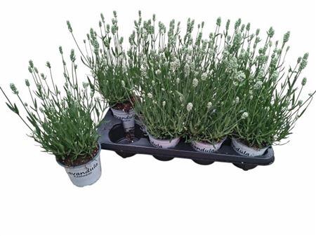 <h4>Lavan In Edelweiss</h4>