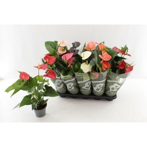 !! PROMO !! ANTHURIUM MIX P10