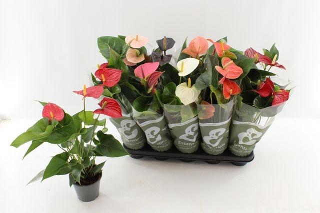 <h4>ANTHURIUM MIX P12</h4>