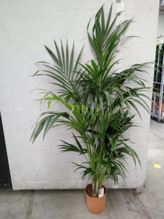 <h4>Howea forsteriana</h4>