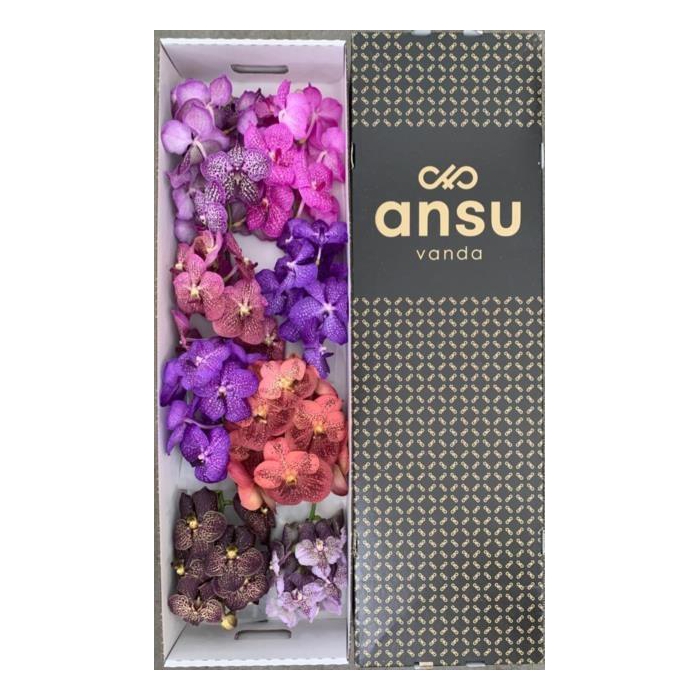 <h4>Vanda T Gemengd</h4>