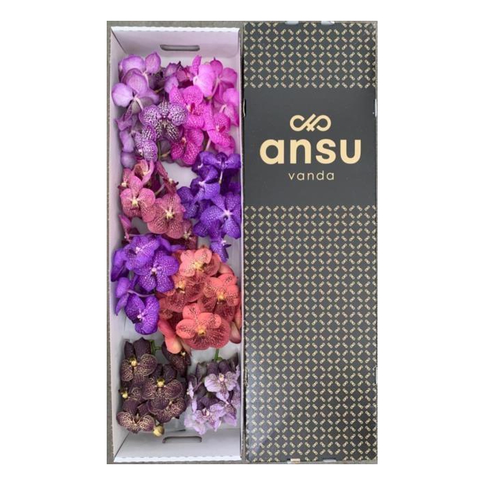 <h4>VANDA T GEMENGD</h4>