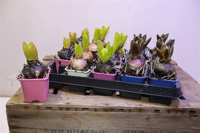 <h4>Hyacin Gem 4 Kl</h4>