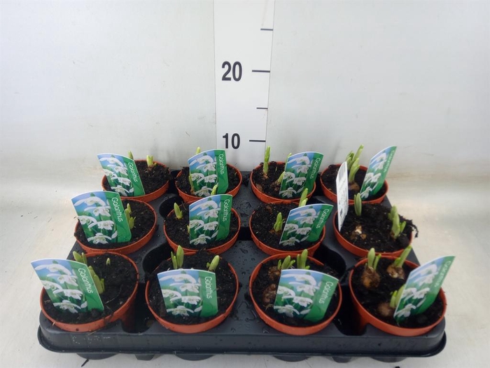 <h4>Galanthus nivalis   ...in pot</h4>