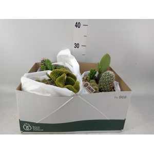 Arr.  Cactus L%