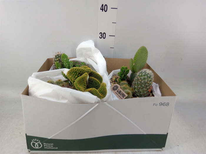 <h4>Arr.  Cactus L%</h4>