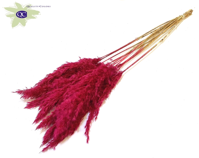 Pampas Grass 70cm 10st/bunch Lilac