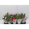 EUPHORBIA MILII MILIIANA P11