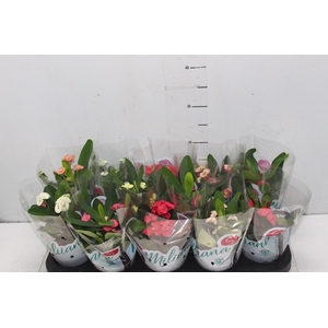 EUPHORBIA MILII MILIIANA P11
