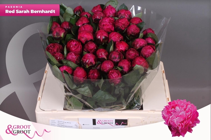 <h4>PAEO L RED SARAH BER</h4>