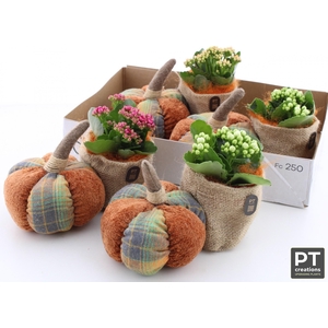 ARR KALANCHOE