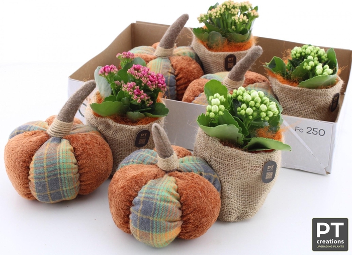 <h4>ARR KALANCHOE</h4>