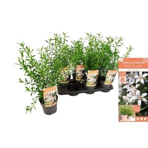 ERIOSTEMON MYOPOROID