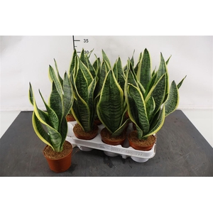 Sansevieria 9 Cm. P. Futura Superba