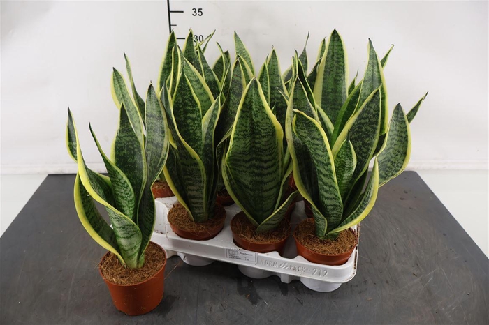 <h4>Sansevieria 9 Cm. P. Futura Superba</h4>