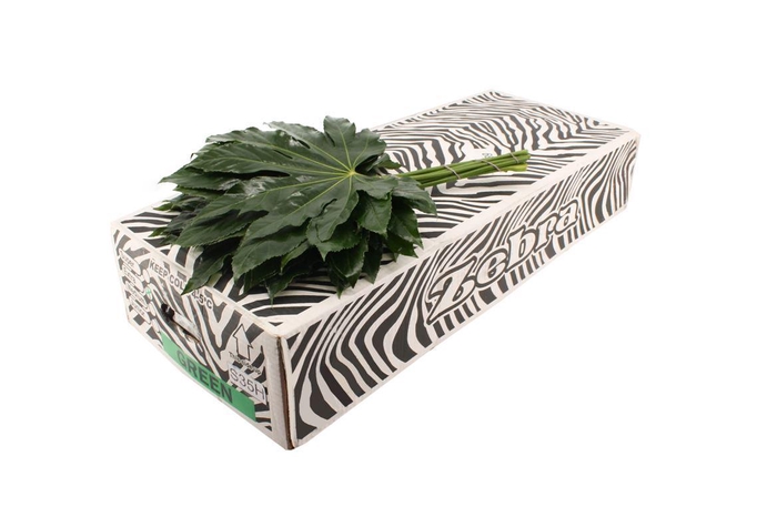 <h4>Aralia 50cm Large</h4>